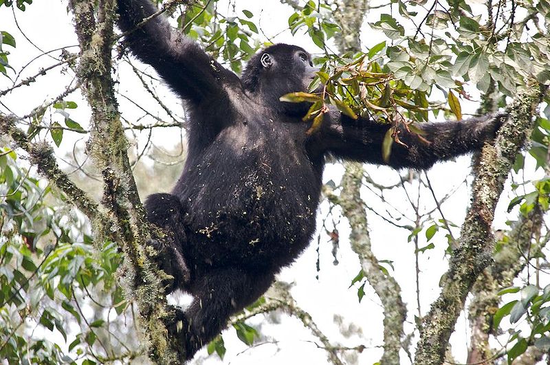 Junger Gorilla im Regenwald von Afrika